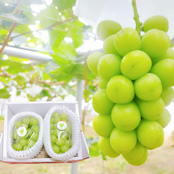 シャインマスカット1.2kg（産直：9月上旬～10月下旬出荷）