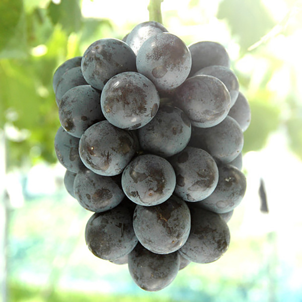 ブラックピート（産直：8月中旬～9月上旬出荷）