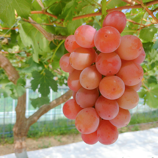 クイーンニーナ（産直：8月下旬～9月中旬出荷）