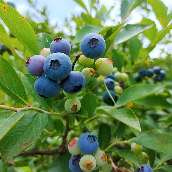 シャインマスカット ブルーベリーセット（産直：8月上旬～8月中旬出荷）