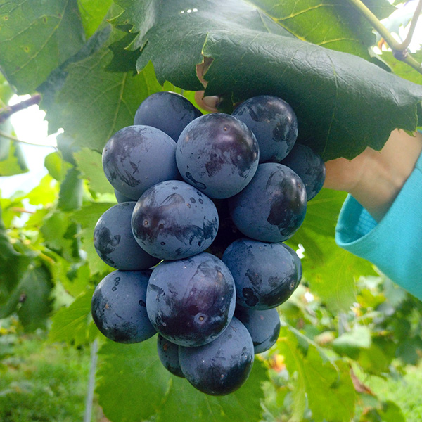 シャインマスカット ブラックピートセット（産直：8月下旬出荷）