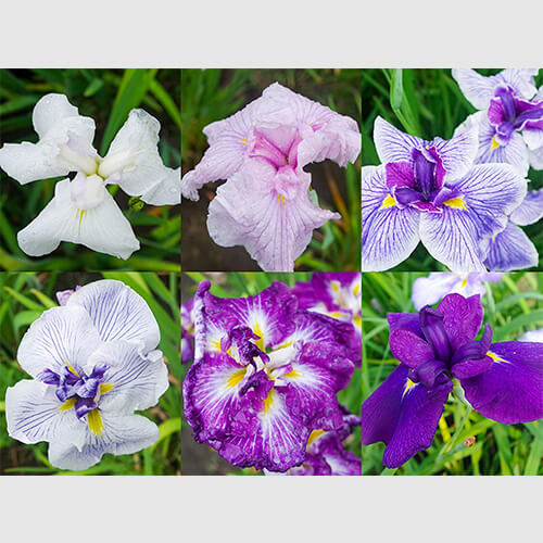 商品詳細 しまねのふるさと直送便