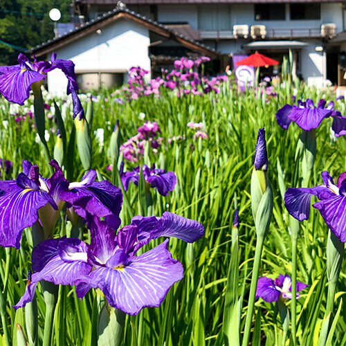 商品詳細 しまねのふるさと直送便