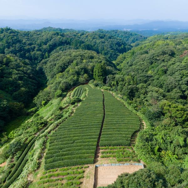 蒸し製玉緑茶　才次郎