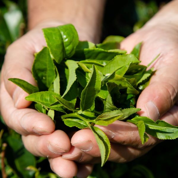 蒸し製玉緑茶　才次郎