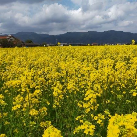 出雲の菜種油中3本セット(産直)