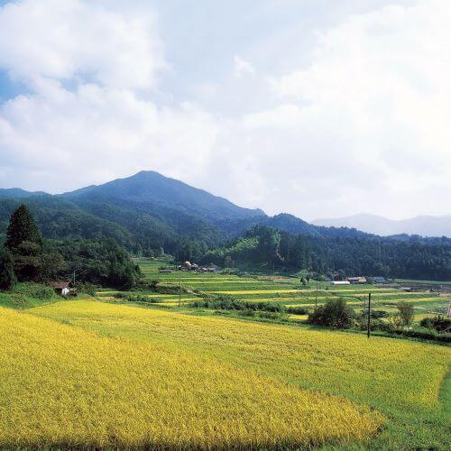 (A122-2)出雲國仁多米　10㎏(5kg×2袋)