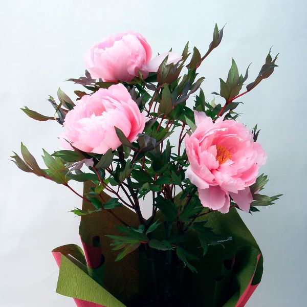 (A39)正月咲き牡丹(3輪咲き)