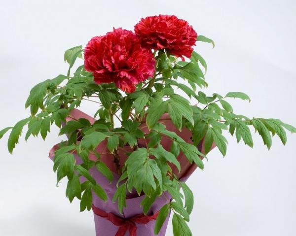 (A133)正月咲き牡丹(2輪咲き)