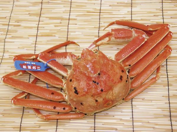 (A1)隠岐松葉がに