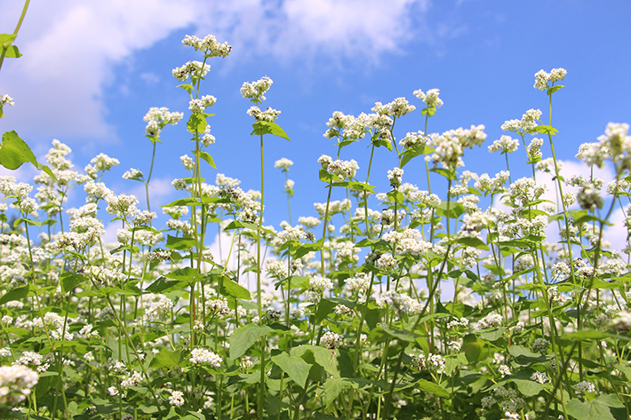 そばの花